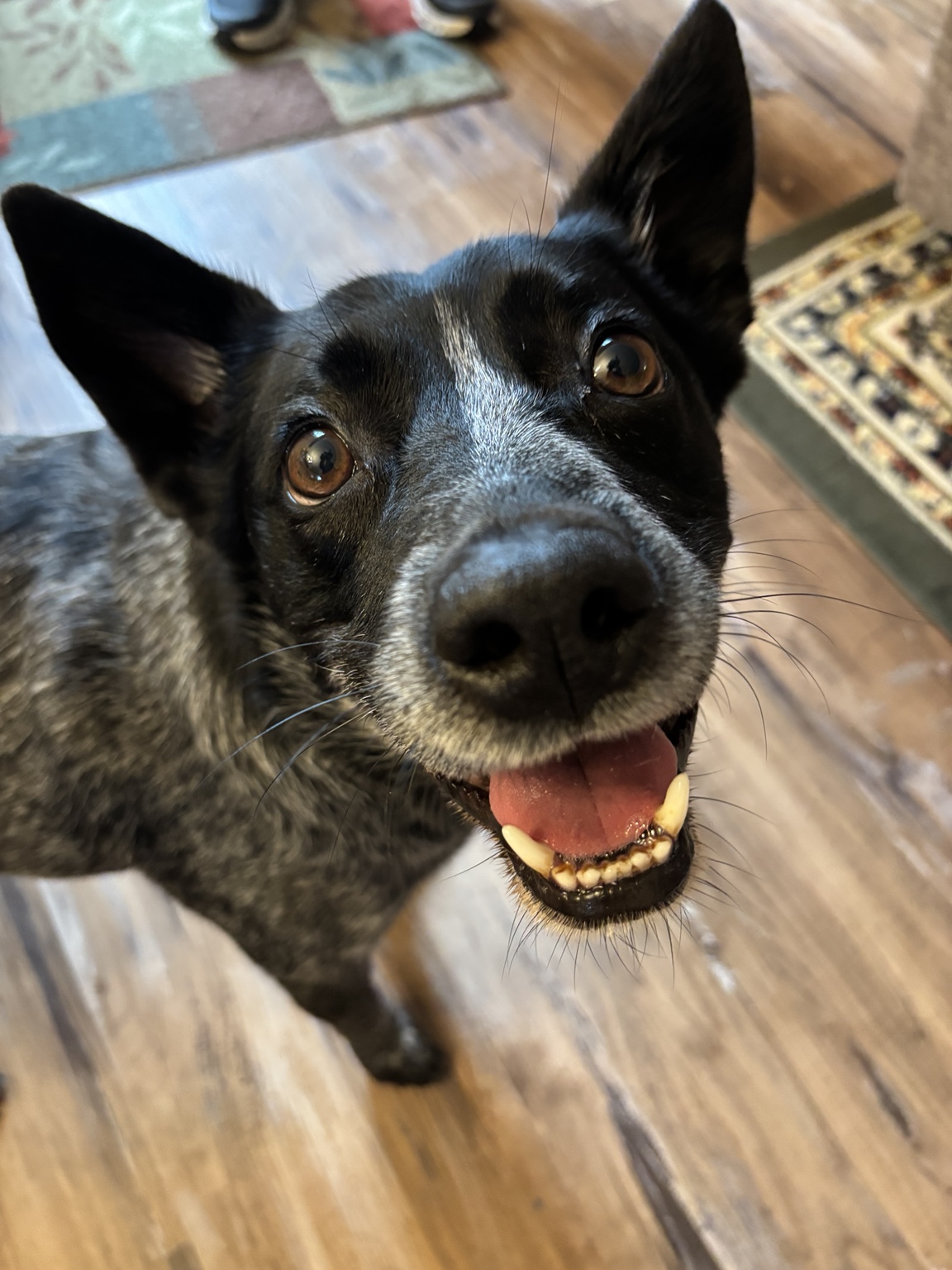 Roo smiling