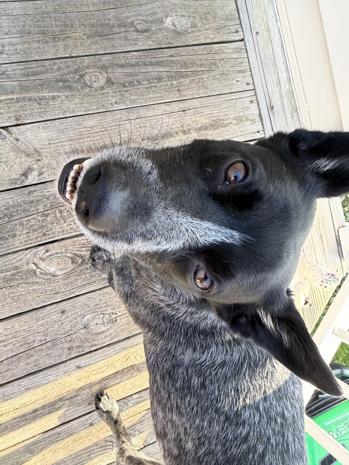 Roo